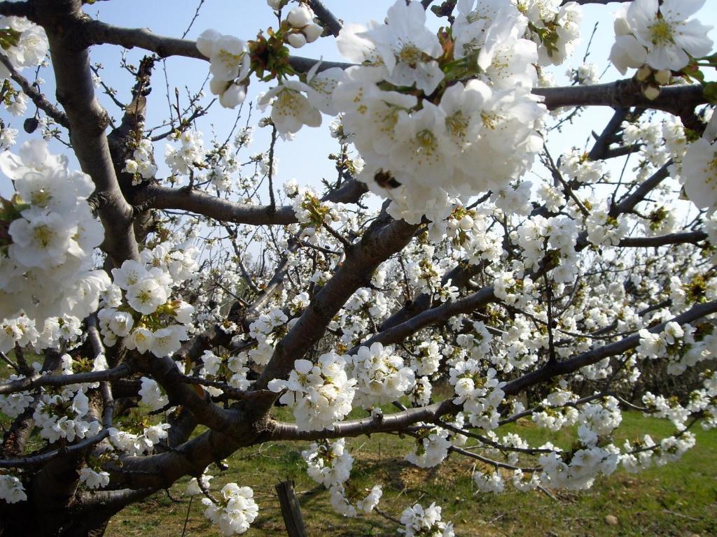 Le Mas Du Ruisseau Bellegarde  Εξωτερικό φωτογραφία